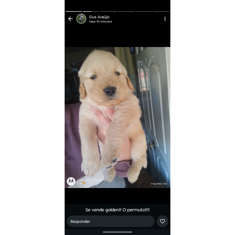 Golden retriever