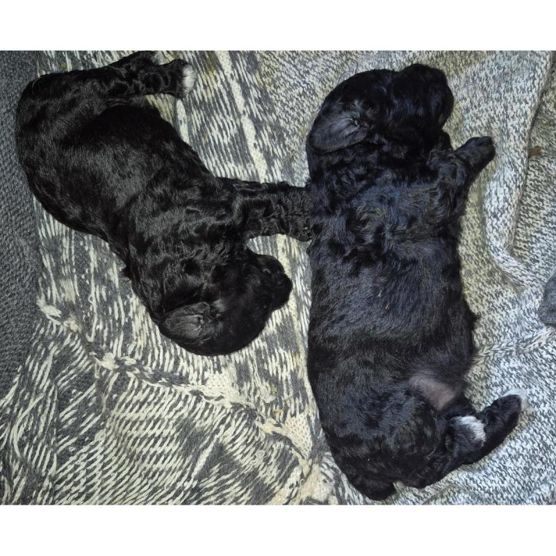 Ultimo caniche negro disponible