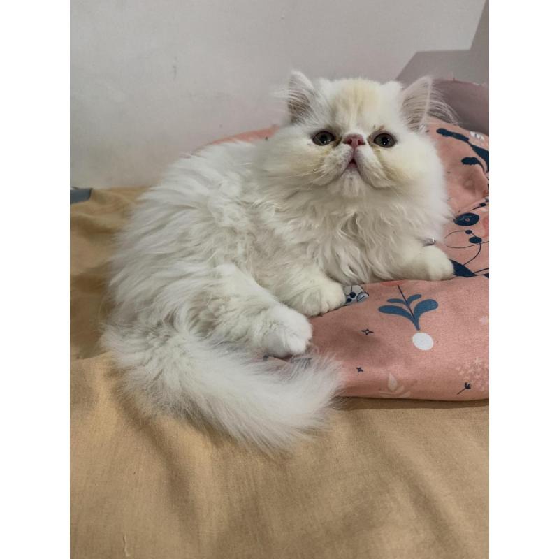 Gatitos persa