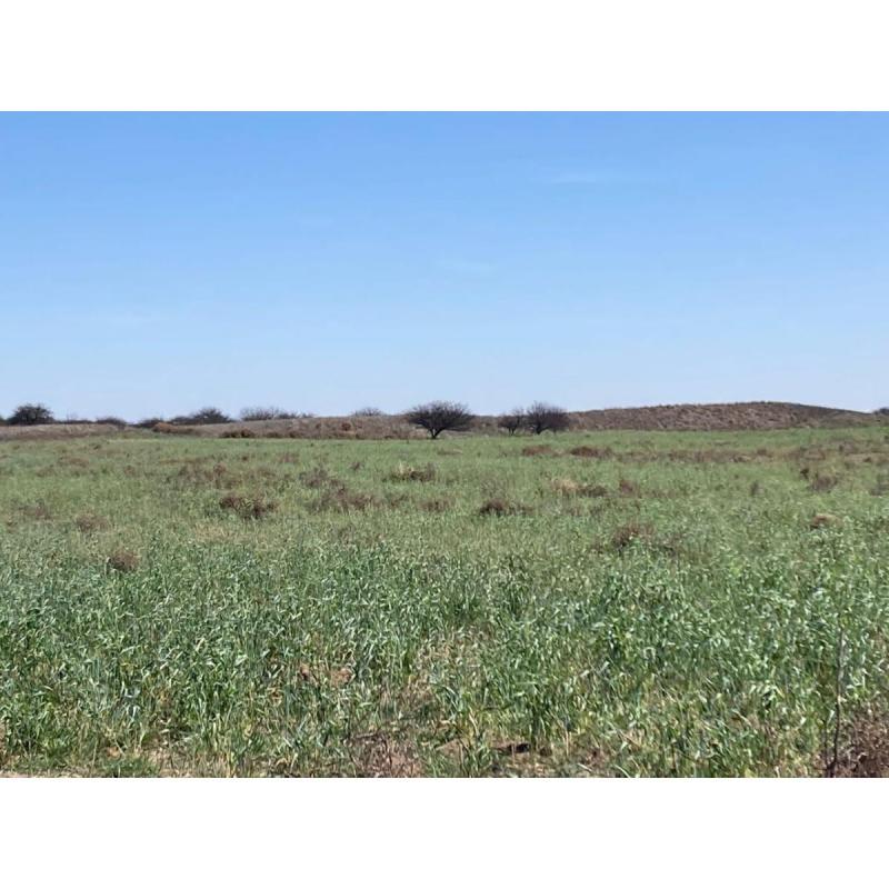 Compro hectáreas con monte alto y limpio-