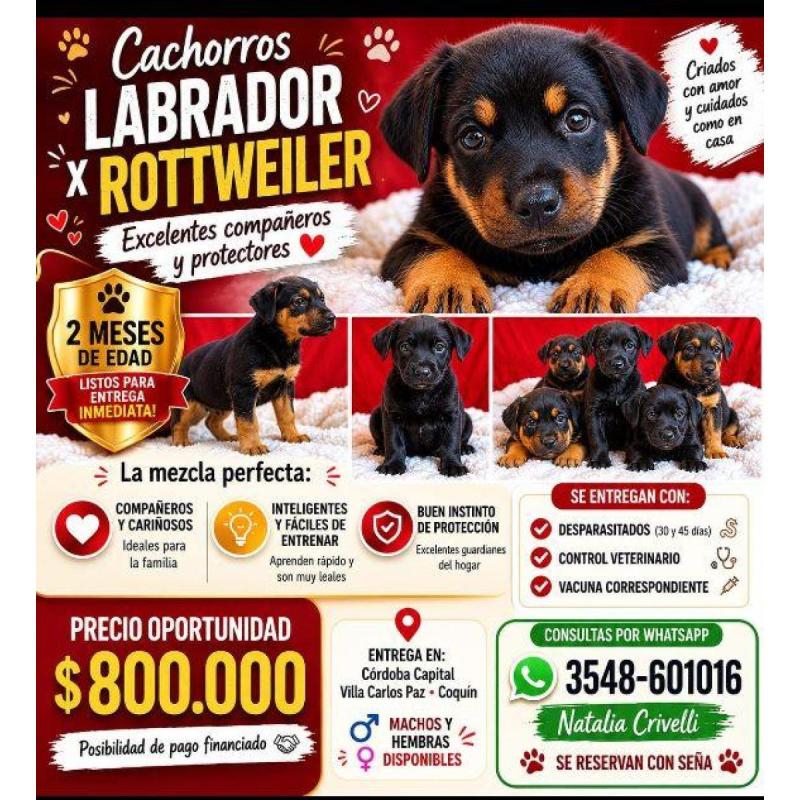 Oportunidad de acceder a un cachorro de Labrottier