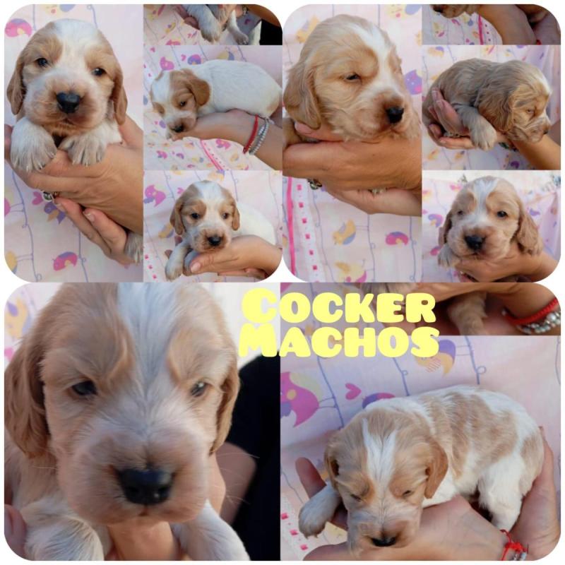 Cachorros Cocker Spaniel