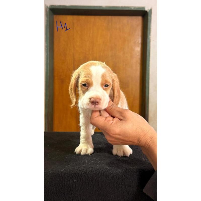 Cachorros beagles - 2