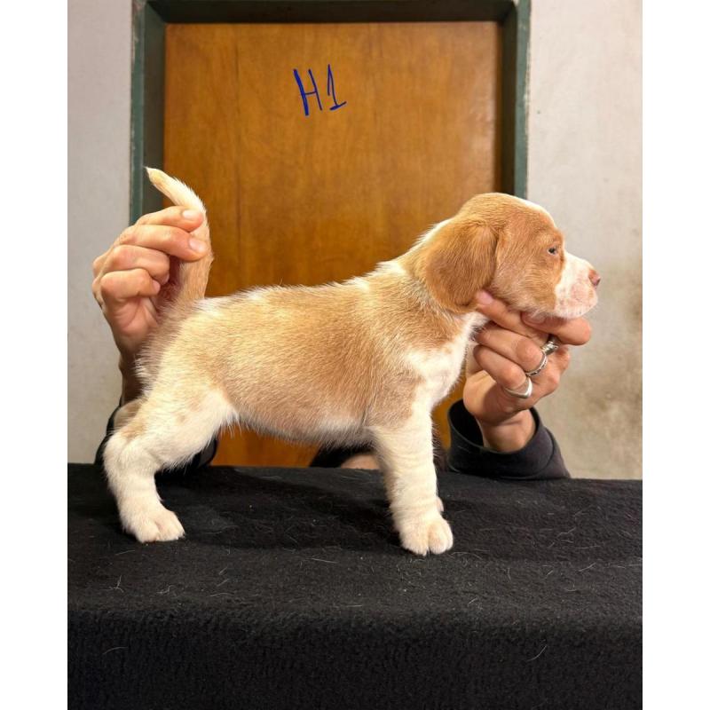Cachorros beagles - 3