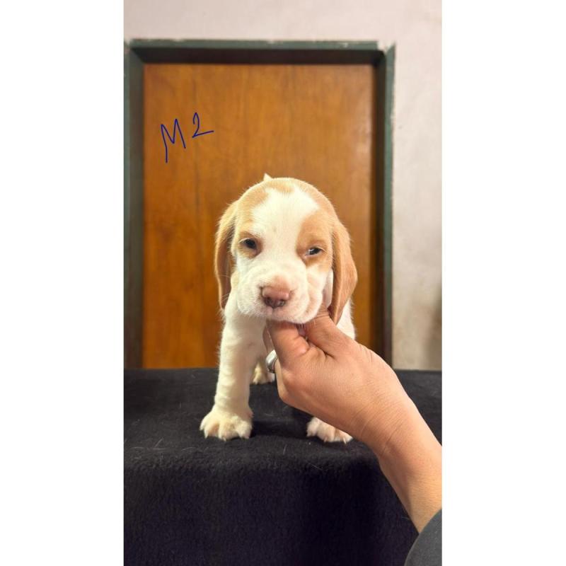 Cachorros beagles - 4