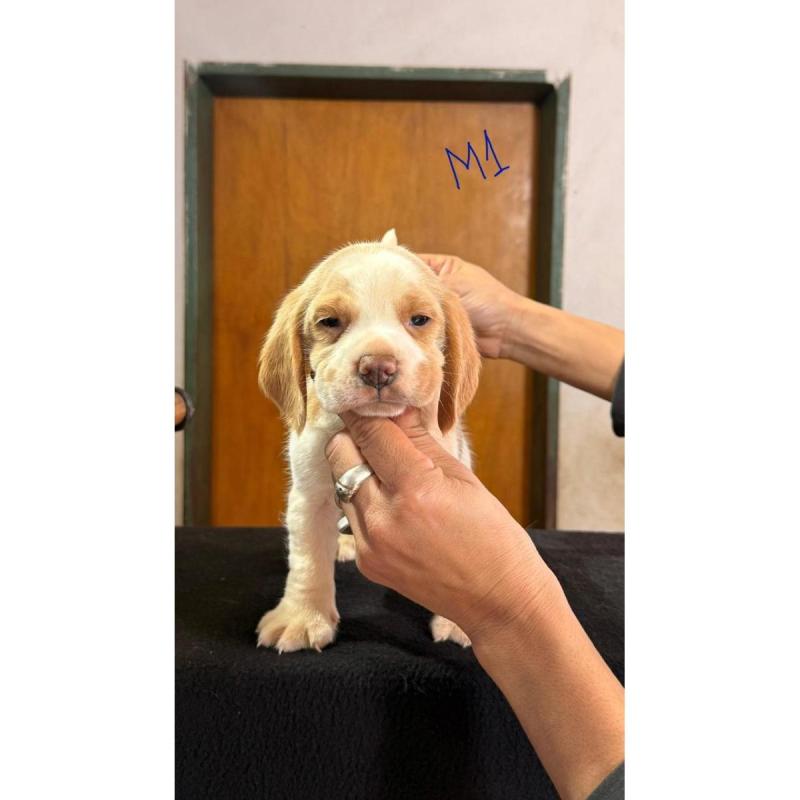 Cachorros beagles - 6