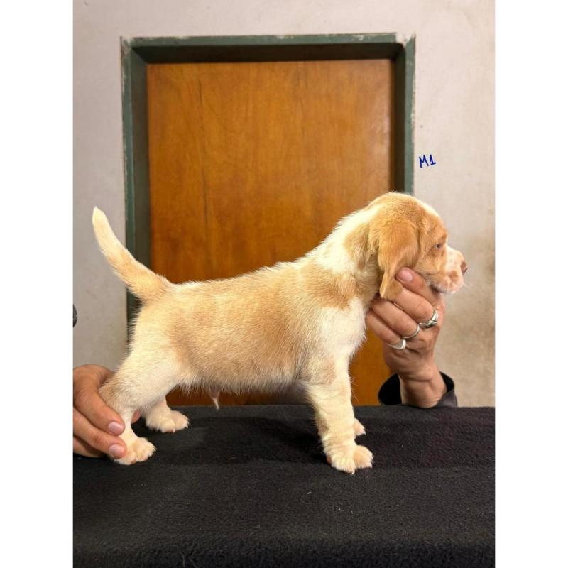 Cachorros beagles - 7