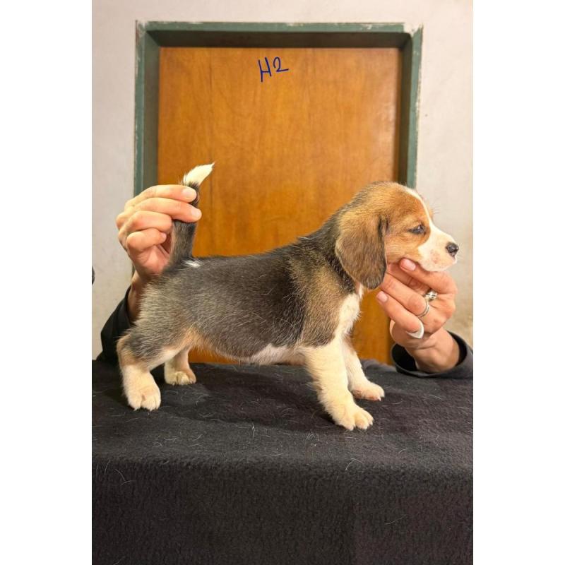 Cachorros beagles - 8