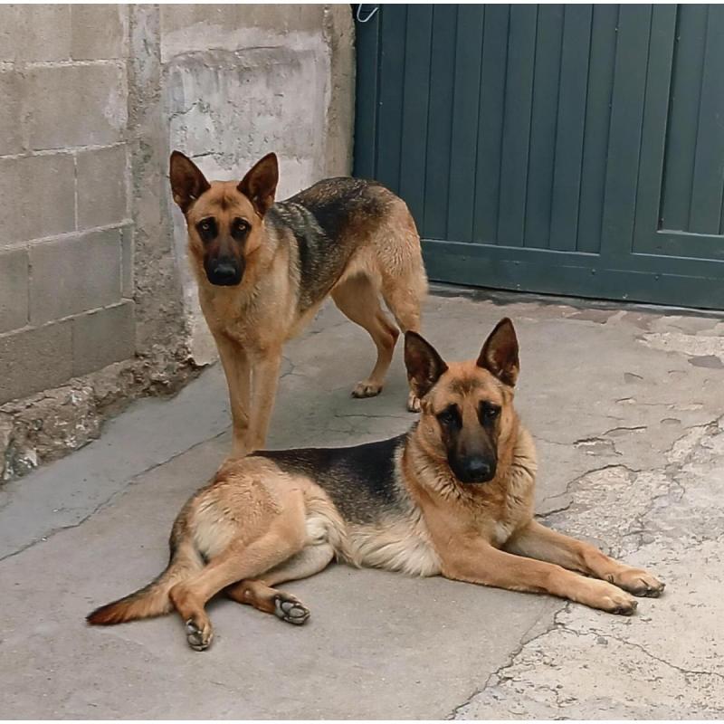 Cachorros