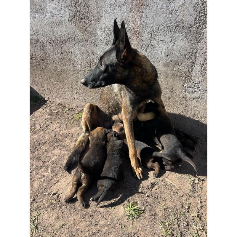 🐶 Pastor Belga Malinois | Cachorros Disponibles | Inteligencia, Lealtad y Calidad