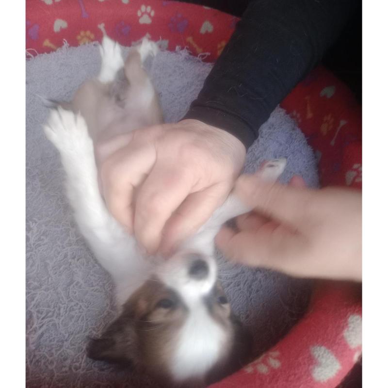 Mini Chihuahua Cachorros Pelo Largo