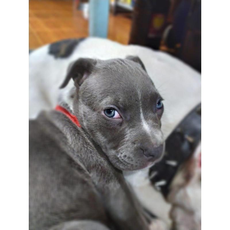 staffordshire bull terrier Blue