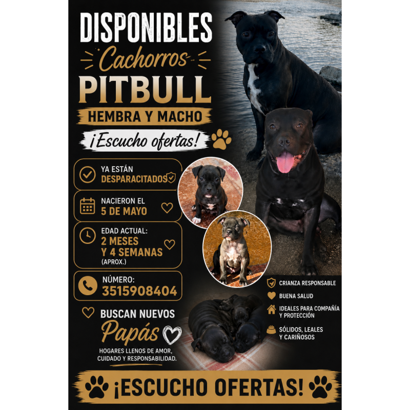 Pitbull cachorros disponibles