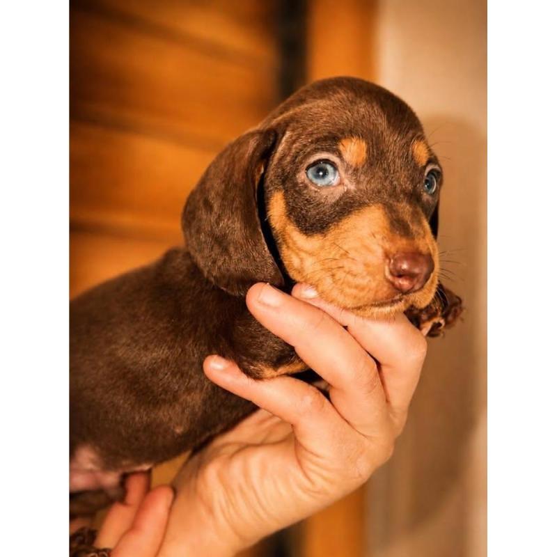 Cachorros Salchicha Miniatura con Pedigree | Línea Rusa