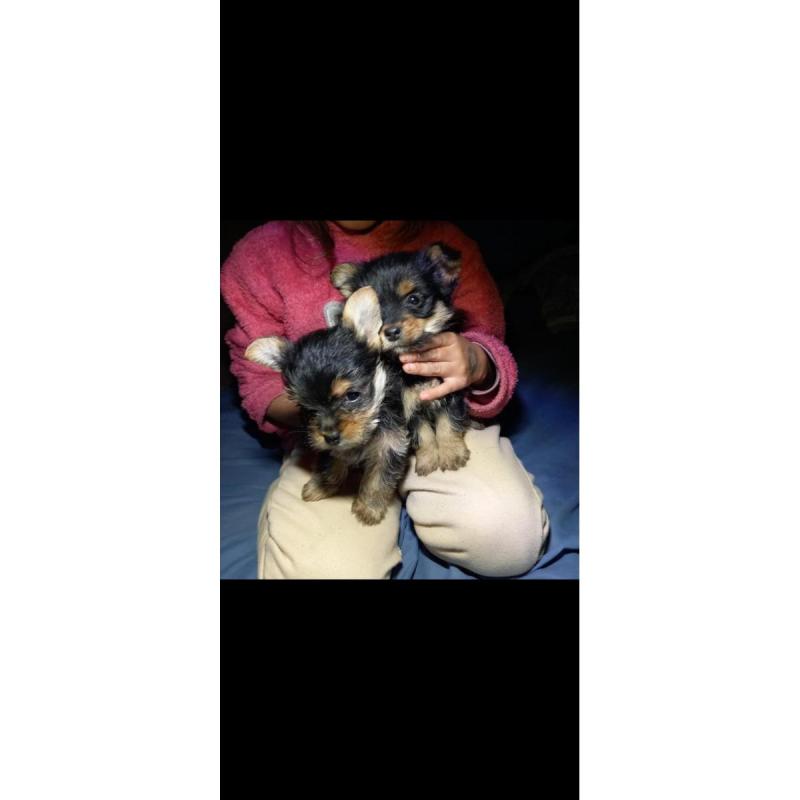 Cachorros yorkshire
