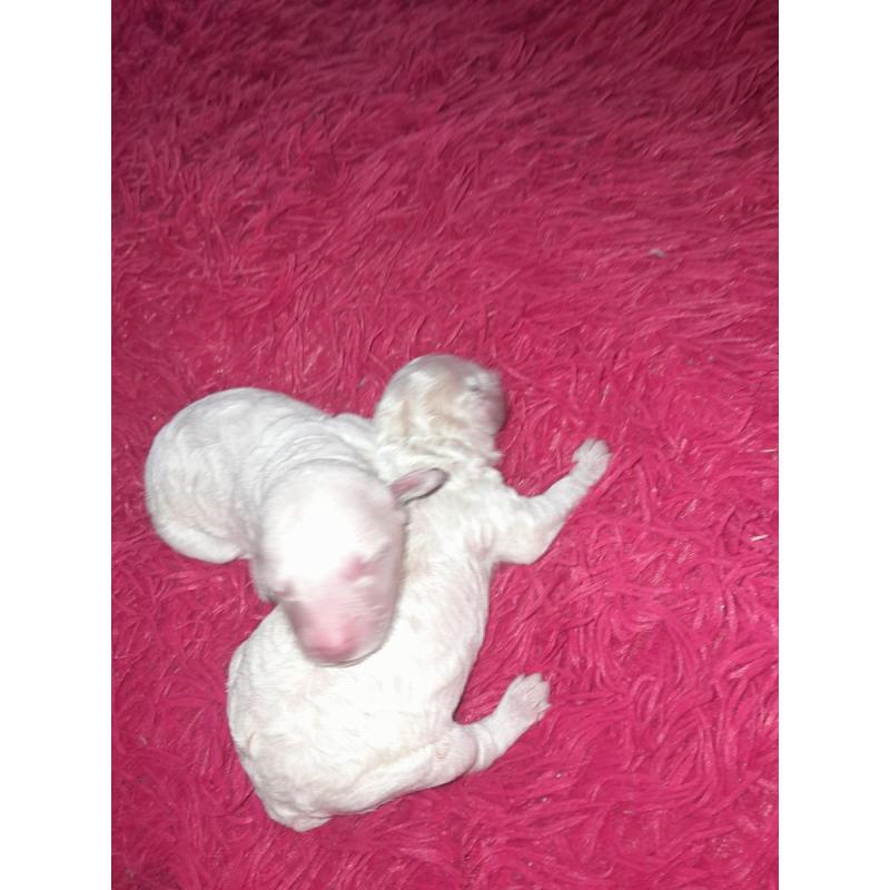 Caniches en venta