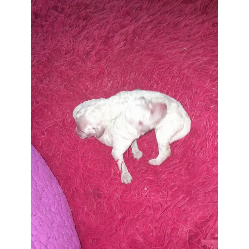 Caniches en venta - 2