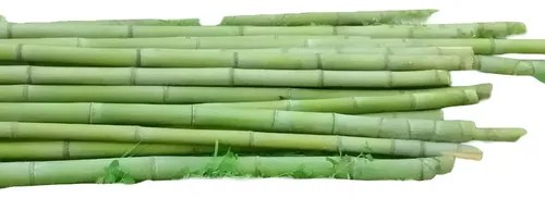 20 Cañas De Bambú Verdes De 2 Metros De Largo C/u Verde Musgo