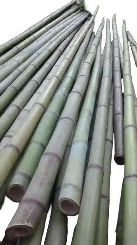 20 Cañas Bambú Verdes 2 Metros