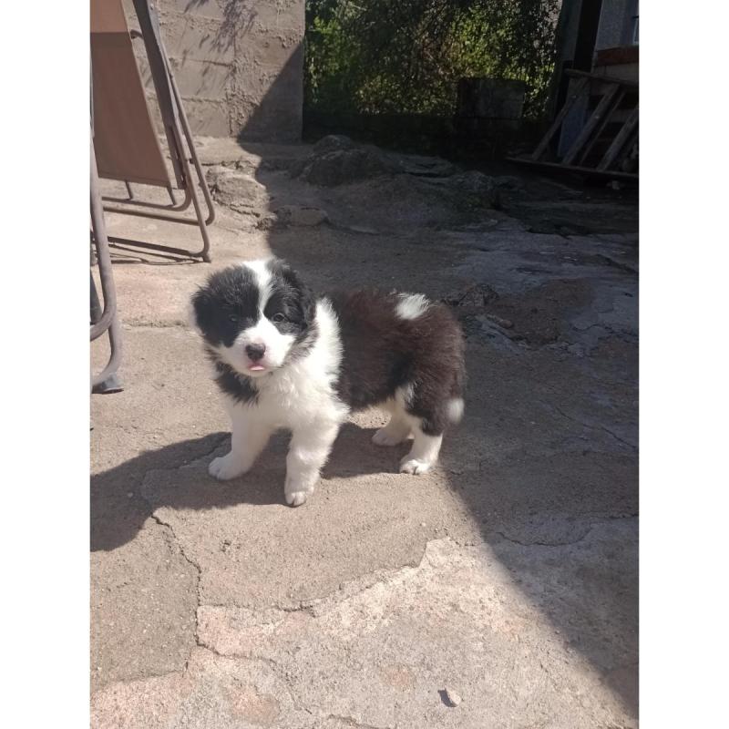 Cachorros border Collie