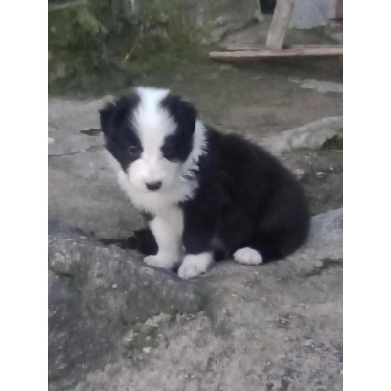 Cachorros border Collie - 2