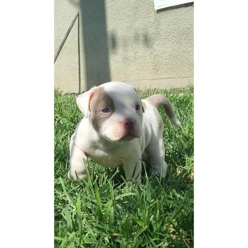 Hermoso American Bully Macho Belgrano Masqueen
