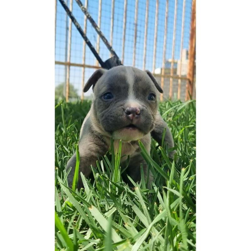 Hermosa American Bully Hembra, Recoleta, Masqueen