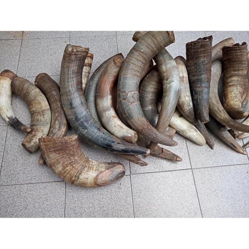 Lotes de cuernos