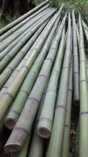 10 Cañas De Bambú Verdes De 1,5 Metros Y 2 A 3cm Diámetro